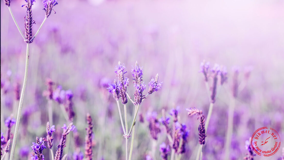 ahlak-iffet-doğruluk-alçakgönüllülük