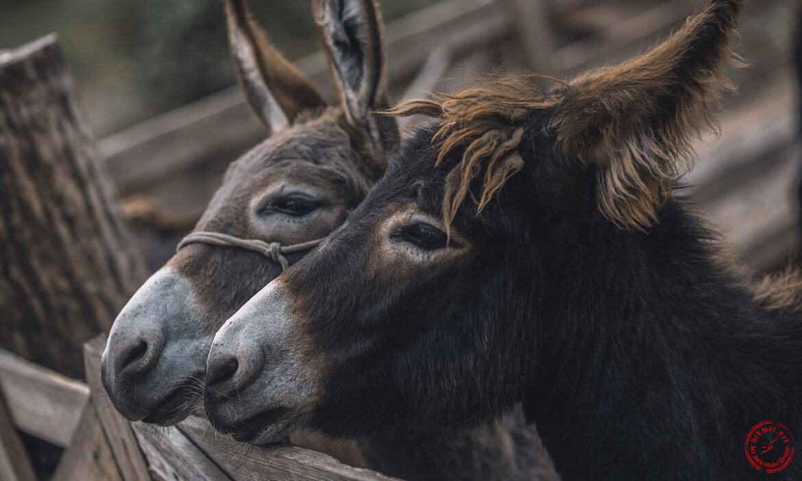 helal-gıda-eşek-eti-hayvan